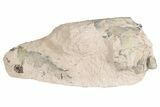 Fossil Running Rhino (Hyracodon) Partial Skull - South Dakota #198197-4